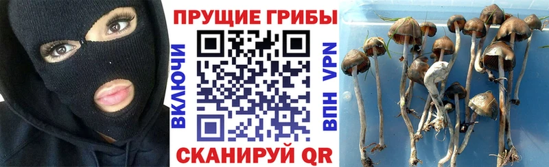где купить наркоту  Сортавала  Галлюциногенные грибы Psilocybine cubensis 